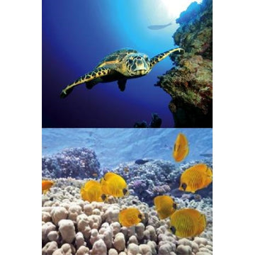 TETRA DECOART LAMINA TORTUGA&ARRECIFE 