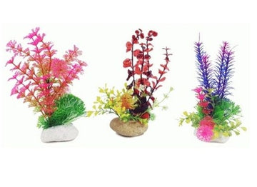Planta Rock 20 cm.