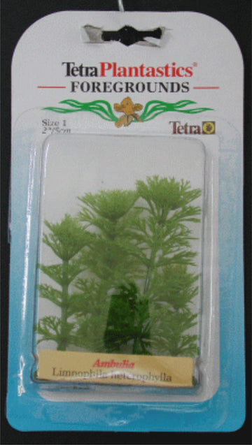 PLANTA  AMBULIA FOREGROUND 5 CM. 