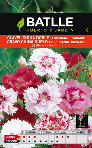CLAVEL CHINA DOBLE VARIADO SOBRE