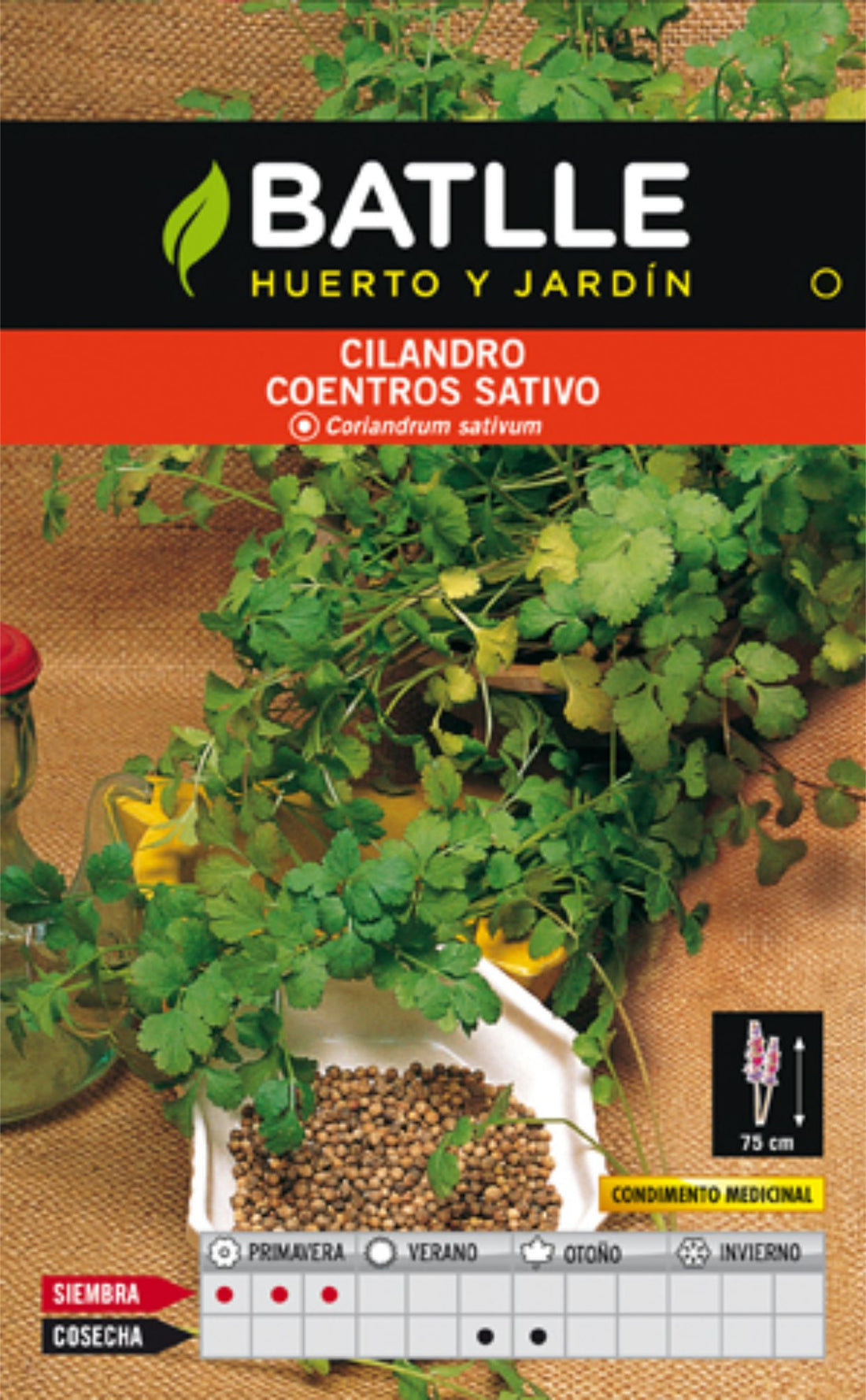CILANTRO CORIANDRUN SATIVUN.