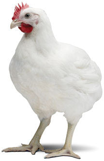 POLLOS ENGORDE CASQUEADO 25 KG.
